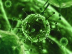 virus 250x187 H1N1   uzvratite udarac praktičnom preventivom