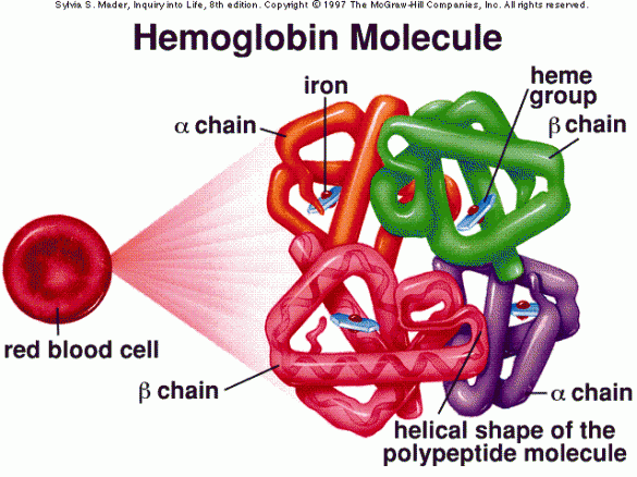 Od čega zavisi da li možete dugo da trčite? fotografija hemoglobinmolecule 585x438 Od čega zavisi da li možete dugo da trčite?
