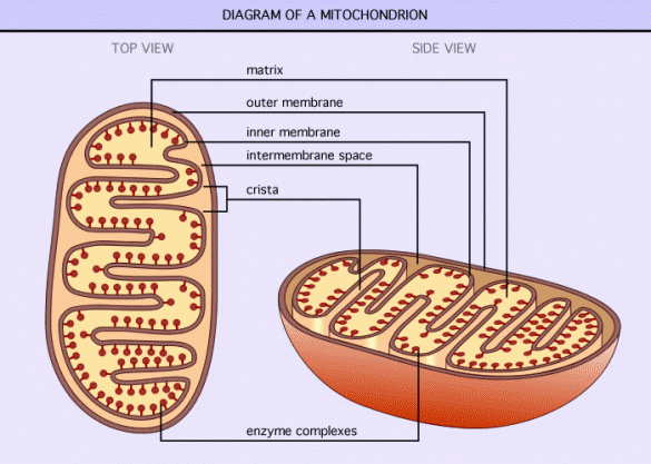 Od čega zavisi da li možete dugo da trčite? fotografija mitochondrion 585x417 Od čega zavisi da li možete dugo da trčite?
