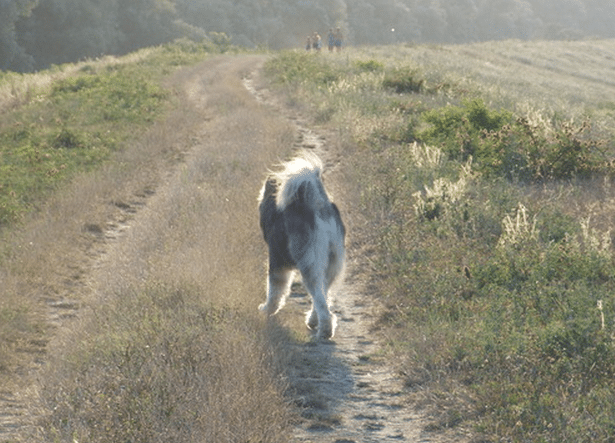 Peščarski maraton – jedna drugačija NAJAVA