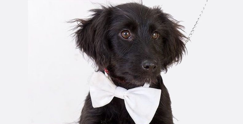 Kratke crtice jedne dijete: Kako je sve počelo ili kako je lako ugojiti se!