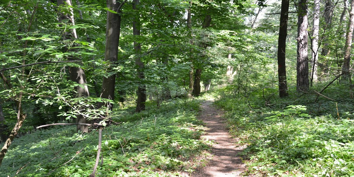 Planinska trka “Ko Zmaj ” na planini Kosmaj