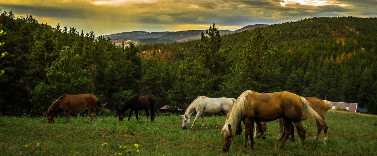 Humanitarna trka na hipodromu – Only fools and horses