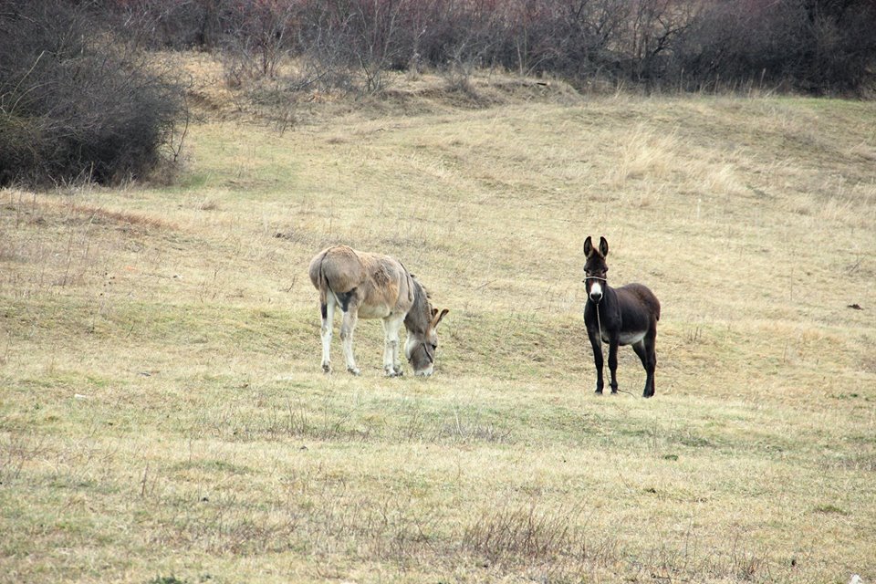 Zašto trčimo ravničarski trejl – Prvi Inđija trejl ima odgovore