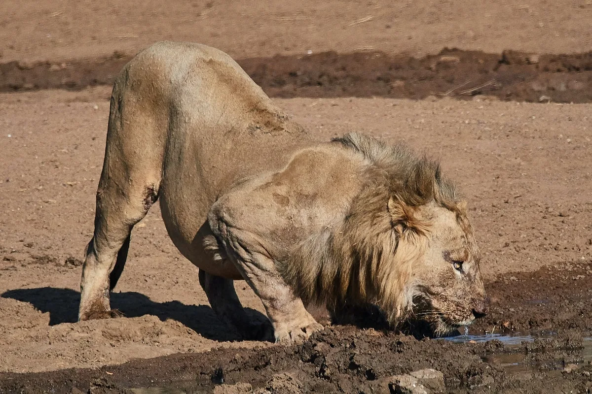 dehidracija organizma